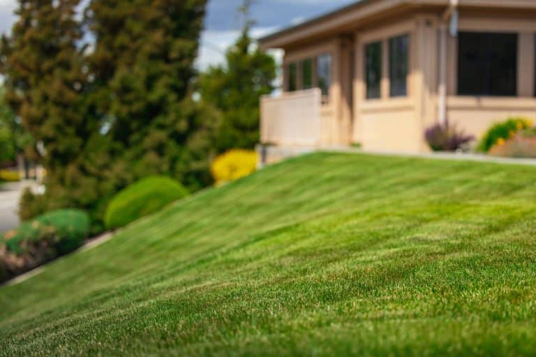 commercial landscaping services - tree and shrub care in Tri-Cities